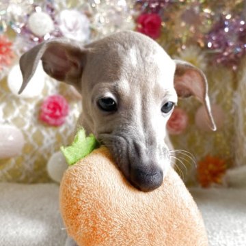 イタリアングレーハウンド【茨城県・男の子・2025年7月14日・ブルーフォーン&ホワイト】の写真「これ以上のお値下げはありません🙇🏻‍♀️‪‪´」