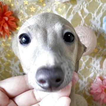 イタリアングレーハウンド【茨城県・男の子・2025年7月31日・ブルーフォーン&ホワイト】の写真「見学時に引渡しできます😊可愛さ満点💯」