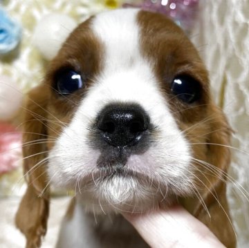 キャバリア【茨城県・男の子・2025年8月10日・ブレンハイム】の写真「10月6日よりお引渡しできます😊」