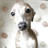 イタリアングレーハウンド