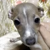 イタリアングレーハウンド