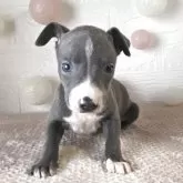 イタリアングレーハウンド