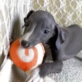 イタリアングレーハウンド【茨城県・男の子・2025年5月7日・ブルー&ホワイト】の写真1