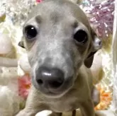 イタリアングレーハウンド