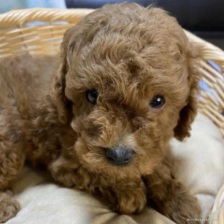 ID：2205-01597の子犬