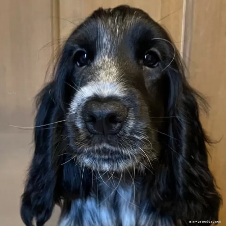 ID：2510-07492の子犬