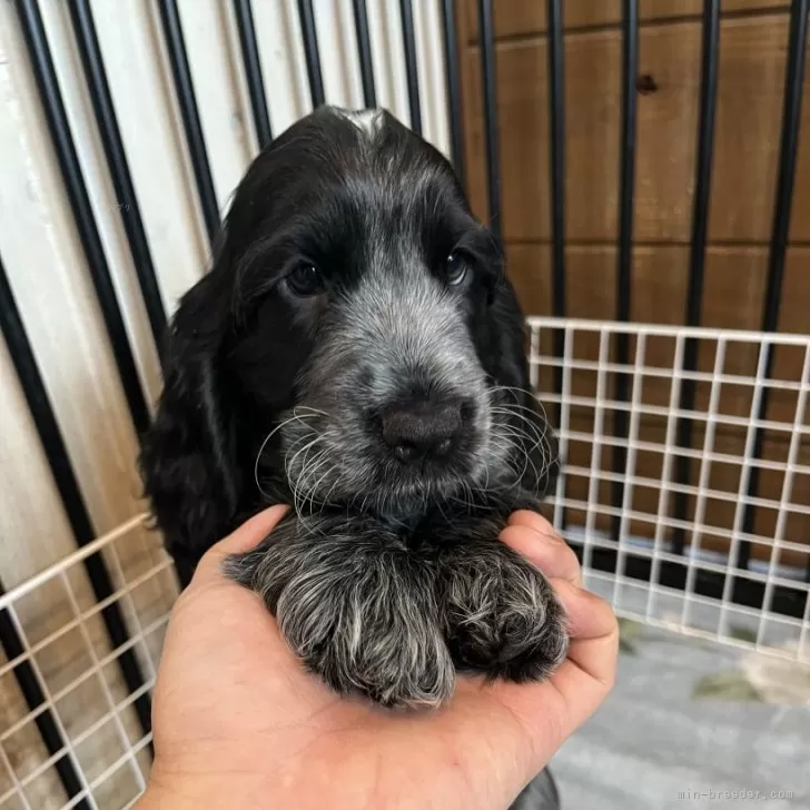 ID:2412-04397の子犬