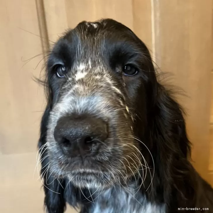 イングリッシュコッカースパニエル【北海道・男の子・2025年7月7日・ブルーローン】の写真1