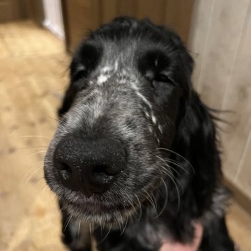 イングリッシュコッカースパニエル【北海道・男の子・2025年7月7日・ブルーローン】の写真「ムチムチの甘えん坊🐾」