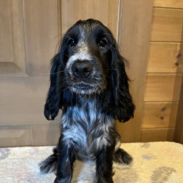 イングリッシュコッカースパニエル【北海道・女の子・2025年7月7日・ブルーローン】の写真「少し小さめな美少女🐶」