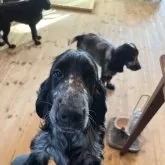 イングリッシュコッカースパニエル