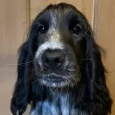 イングリッシュコッカースパニエル