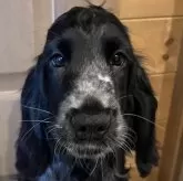 イングリッシュコッカースパニエル