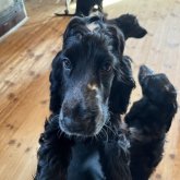 イングリッシュコッカースパニエル