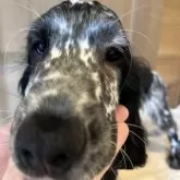 イングリッシュコッカースパニエル