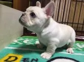 フレンチブルドッグ【東京都・男の子・2018年11月12日・クリーム】の写真2「何かを狙ってます。」
