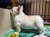 フレンチブルドッグ【東京都・男の子・2018年11月12日・クリーム】の写真4「子豚ちゃん」