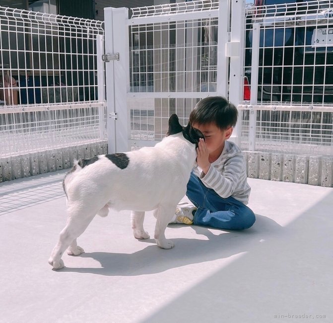 實政　礼子(さねまさ　れいこ)ブリーダー(山口県・フレンチブルドッグなど・JKC登録)の紹介写真1