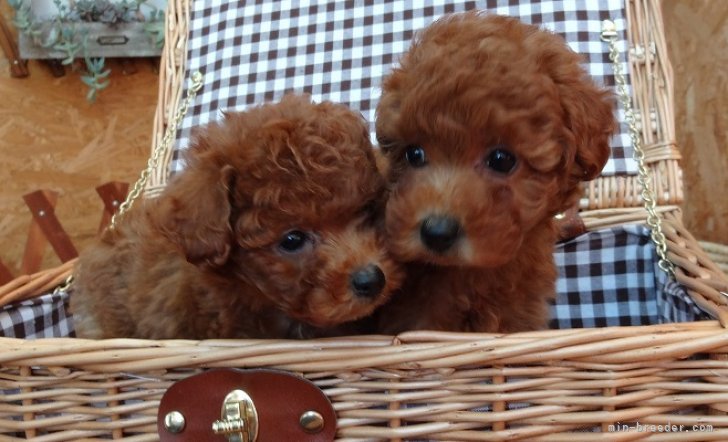 🐩　なかよしベビーちゃん　🐩｜三浦　博明(みうら　ひろあき)ブリーダー(宮城県・トイプードル・JKC登録)の紹介写真1