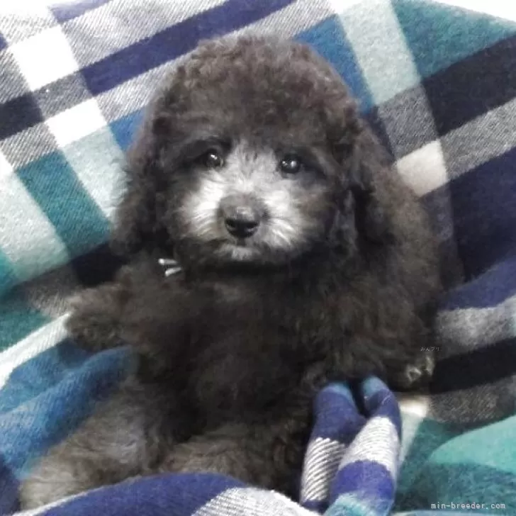 トイプードル(トイ)【宮城県・男の子・2025年7月15日・シルバー】の写真1