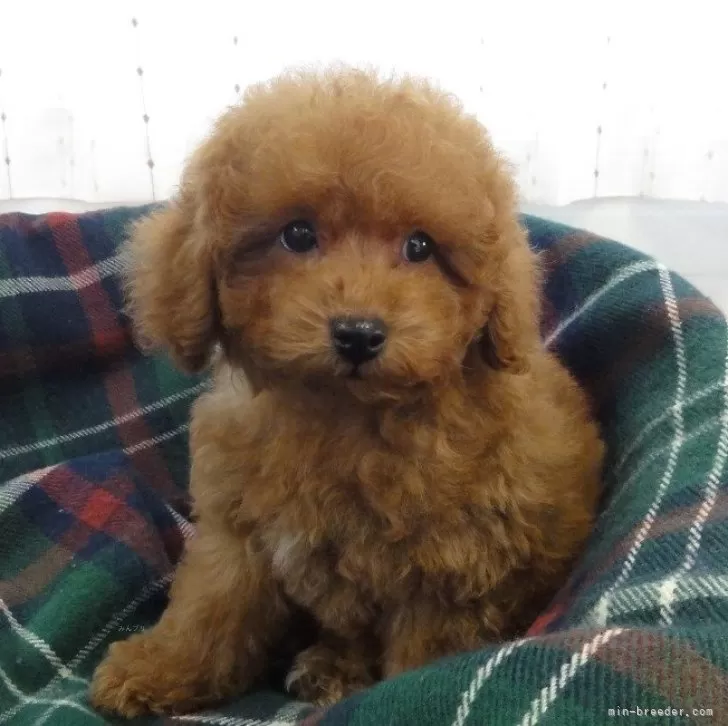 ID:2412-04467の子犬