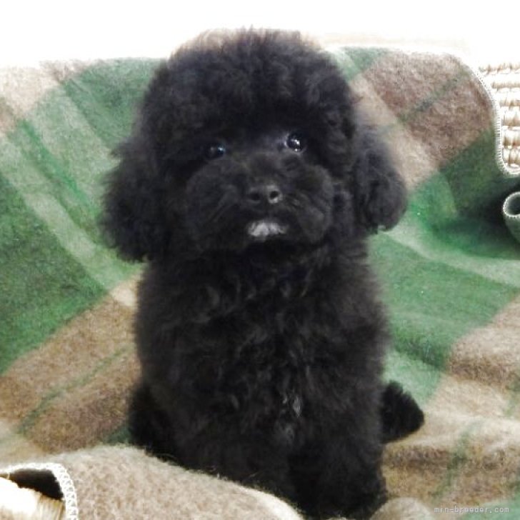 ブリーダー画像