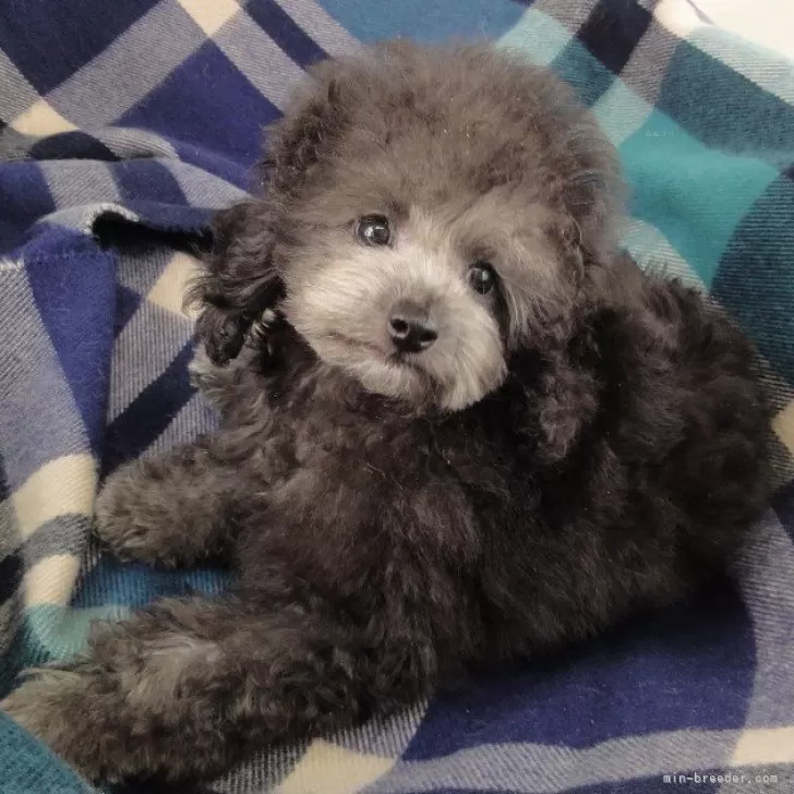 ID：2507-00176の子犬