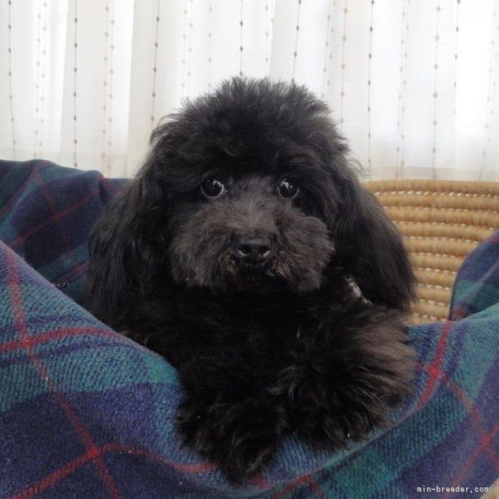 ブリーダー画像