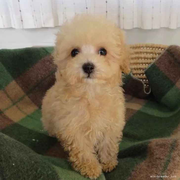 ID:2502-05283の子犬