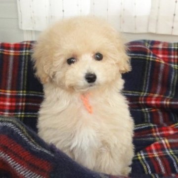 タイニープードル【宮城県・女の子・2025年10月6日・クリーム】の写真「小っちゃくて甘えっこ、クリーム色のお姫様」