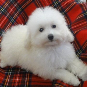 トイプードル(タイニー)【宮城県・女の子・2025年8月8日・ホワイト】の写真「小っちゃくておっとりした優しい白雪姫。」