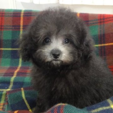 トイプードル(タイニー)【宮城県・女の子・2025年8月8日・シルバー】の写真「小っちゃくておっとりした優しい白雪姫。」