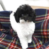 トイプードル(タイニー)