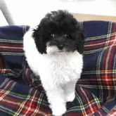 タイニープードル【宮城県・女の子・2025年7月26日・ホワイト&グレー(パーティ)】の写真1