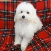 トイプードル(タイニー)