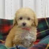 タイニープードル