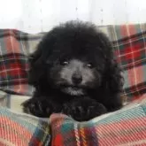タイニープードル