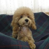トイプードル(トイ)