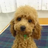 トイプードル(トイ)