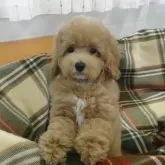 トイプードル(トイ)