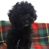 タイニープードル