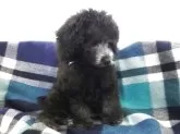 トイプードル(トイ)【宮城県・男の子・2025年7月15日・シルバー】の写真6