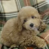 トイプードル(トイ)【宮城県・男の子・2025年7月18日・アプリコット】の写真8