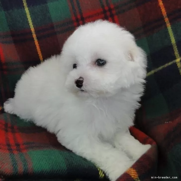 ID：2404-04470の子犬