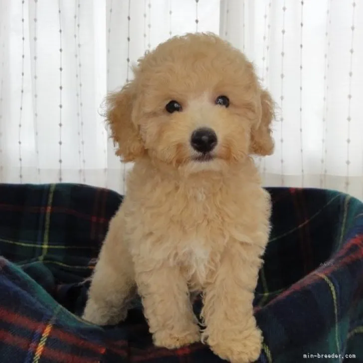 ID:2309-05848の子犬