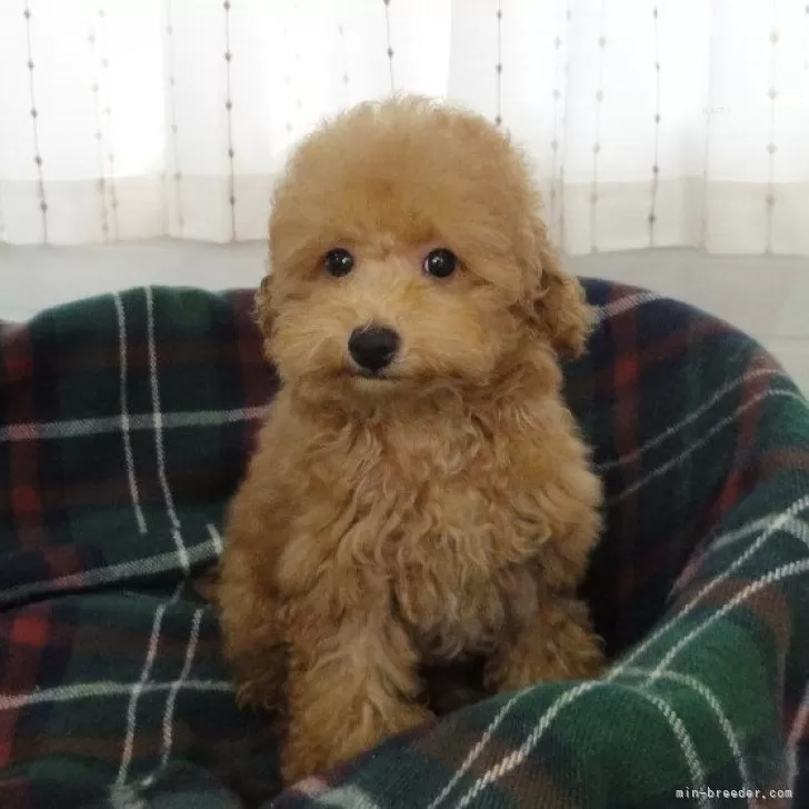 ID：2407-04547の子犬