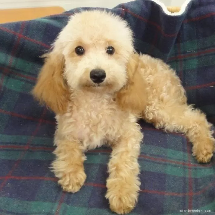 ID：2405-05580の子犬