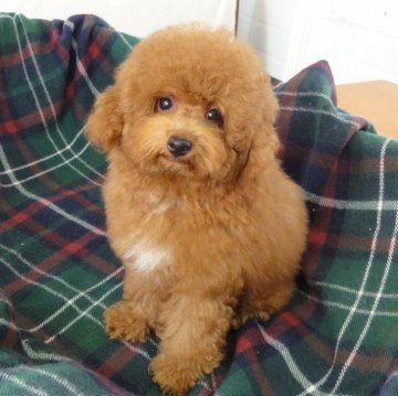 トイプードル(トイ)【宮城県・男の子・2024年4月20日・レッド】の写真「おっとりして優しい、穏やかな性格の男の子！」