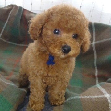 トイプードル(トイ)【宮城県・男の子・2024年3月30日・レッド】の写真「穏やかな性格で　とっても人懐っこい男の子。」