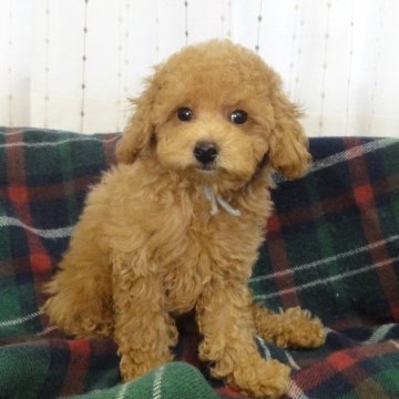 トイプードル(タイニー)【宮城県・男の子・2024年7月16日・アプリコット】の写真「優しい性格でアプリコットの男の子！」